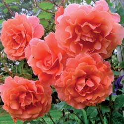 Rosal 'Alibaba'